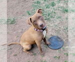 Small #2 American Staffordshire Terrier