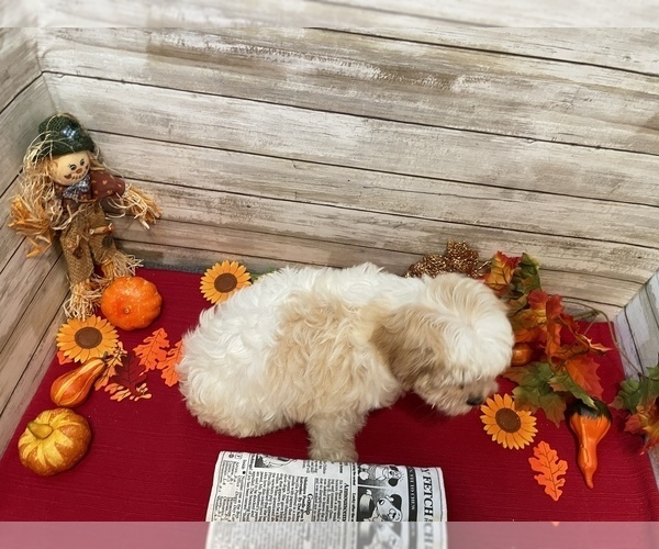 Medium Photo #4 Cavachon Puppy For Sale in FULTON, KS, USA