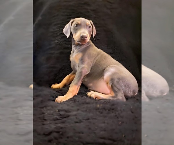 Medium Photo #27 Doberman Pinscher Puppy For Sale in YUCCA VALLEY, CA, USA