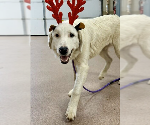 Medium Photo #2 Great Pyrenees Puppy For Sale in Croydon, NH, USA