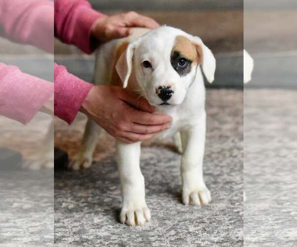 Medium Photo #3 American Bulldog-Labrador Retriever Mix Puppy For Sale in Mechanicsburg, PA, USA