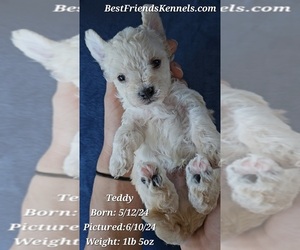Maltipoo Puppy for Sale in TEMPE, Arizona USA