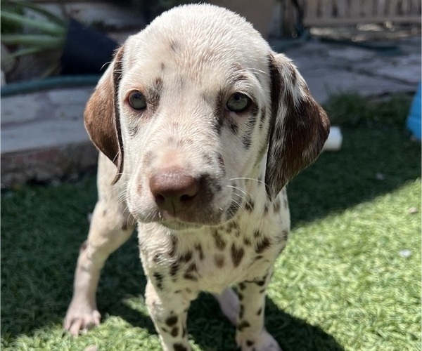 Medium Photo #16 Dalmatian Puppy For Sale in LA PUENTE, CA, USA