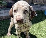 Puppy Puppy 6 Dalmatian