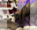 Small Photo #22 Belgian Malinois Puppy For Sale in JACKSONVILLE, FL, USA