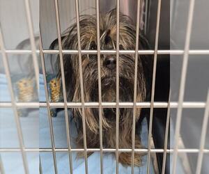 Mutt Dogs for adoption in Decatur, IL, USA