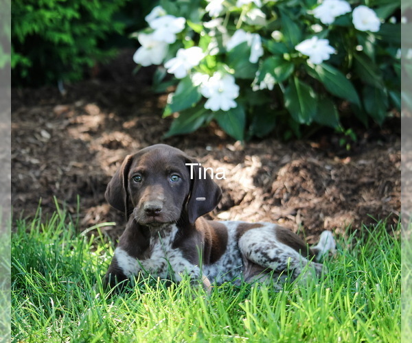 Medium Photo #1 German Shorthaired Pointer Puppy For Sale in GORDONVILLE, PA, USA