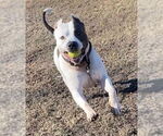 Small #10 American Pit Bull Terrier Mix