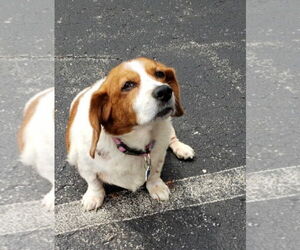 Beagle Dogs for adoption in Brookville, OH, USA