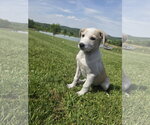 Small Photo #2 Aussiedor Puppy For Sale in SHERBURNE, NY, USA