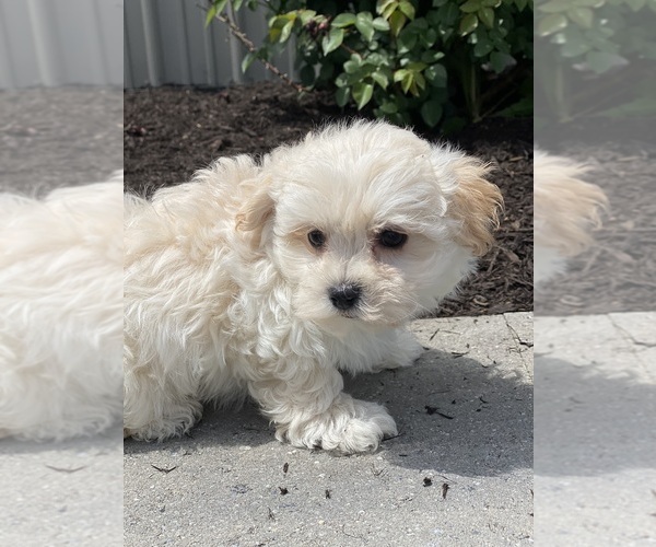 Medium Photo #3 Maltipoo Puppy For Sale in CANOGA, NY, USA