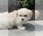 Small #2 Maltipoo