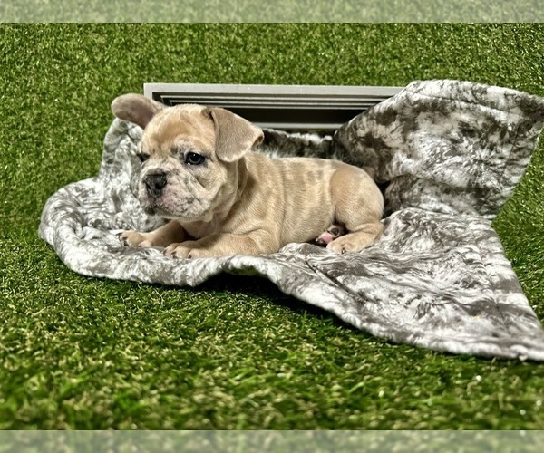 Medium Photo #2 French Bulldog Puppy For Sale in MINNEAPOLIS, MN, USA