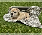 Small Photo #2 French Bulldog Puppy For Sale in MINNEAPOLIS, MN, USA