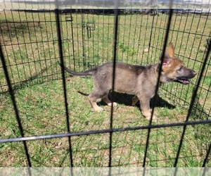 Medium German Shepherd Dog