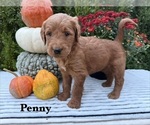 Puppy PENNY Goldendoodle