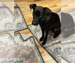 Small #2 Chihuahua-Labrador Retriever Mix