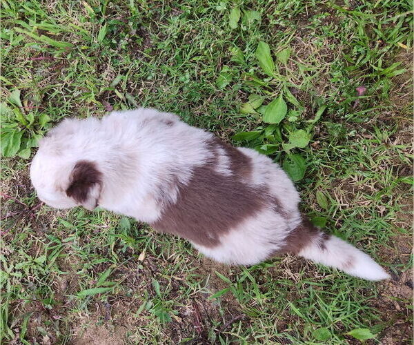Medium Photo #3 Australian Shepherd Puppy For Sale in WESTPOINT, TN, USA