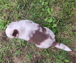 Small #2 Australian Shepherd