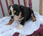 Small #2 English Bulldog