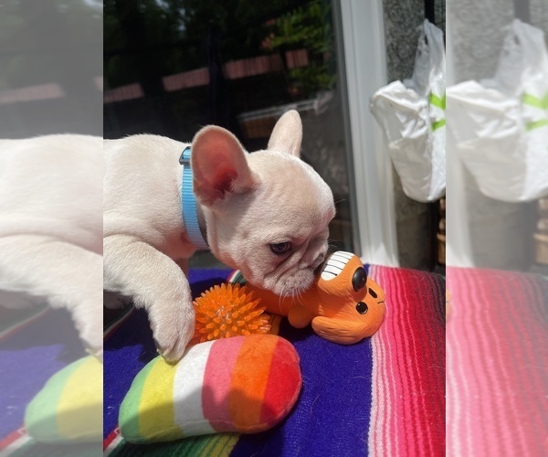 Medium Photo #6 Faux Frenchbo Bulldog Puppy For Sale in HOODSPORT, WA, USA