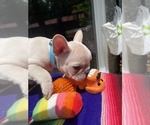 Small #5 Faux Frenchbo Bulldog