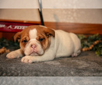 Small Photo #9 Beabull Puppy For Sale in MILLERSBURG, OH, USA