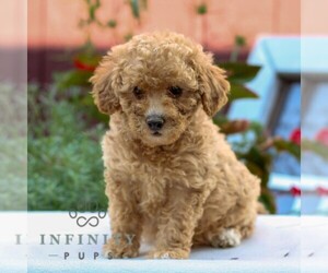 Poodle (Miniature) Puppy for sale in HONEY BROOK, PA, USA
