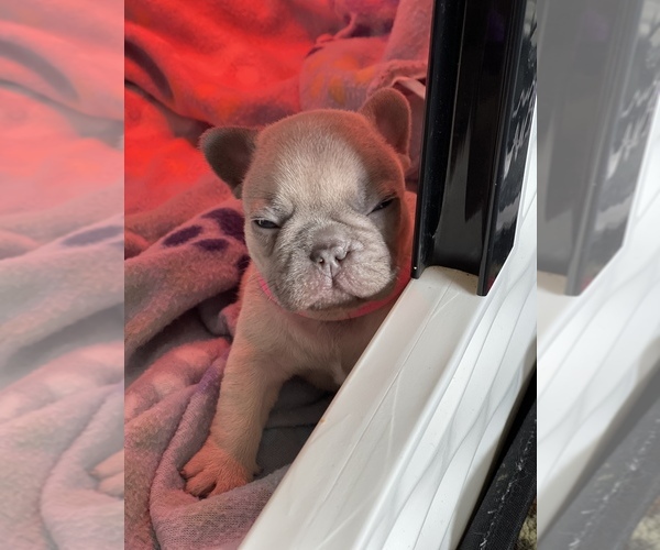 Medium Photo #3 French Bulldog Puppy For Sale in SALINAS, CA, USA