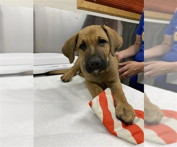 Medium Photo #1 Black Mouth Cur-German Shepherd Dog Mix Puppy For Sale in Fairbanks, AK, USA