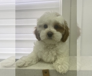 Zuchon Puppy for sale in JAMAICA, NY, USA