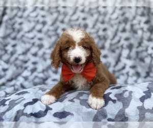 Goldendoodle (Miniature) Puppy for sale in LAKELAND, FL, USA
