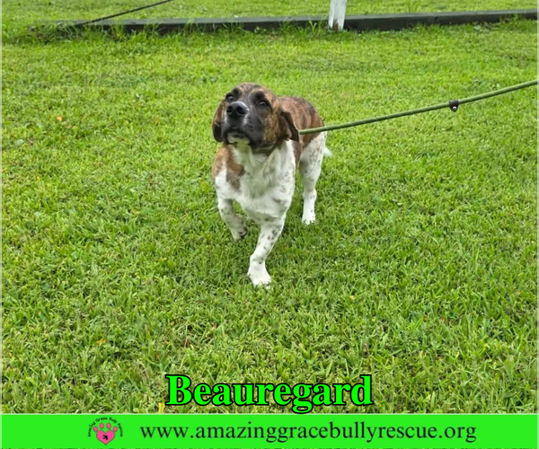 Medium Photo #5 Basset Hound-Unknown Mix Puppy For Sale in Milton, FL, USA