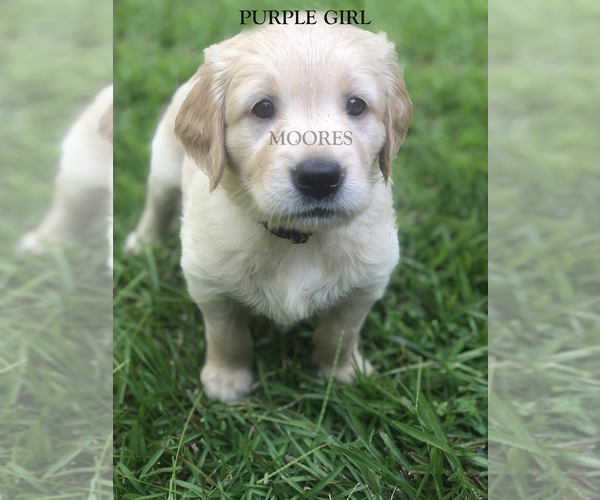 Medium Photo #1 Golden Retriever Puppy For Sale in BOWDON, GA, USA