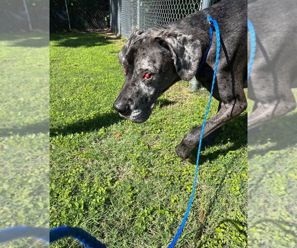 Medium Photo #2 Great Dane Puppy For Sale in Bullard, TX, USA