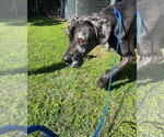Small #1 Great Dane