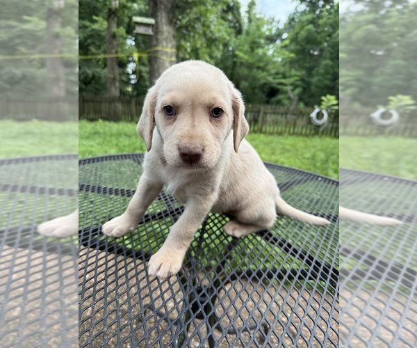 Medium Photo #9 Labrador Retriever Puppy For Sale in ROGERSVILLE, MO, USA
