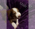 Small Photo #4 Border Collie Puppy For Sale in CHINO VALLEY, AZ, USA