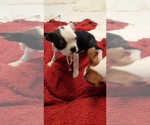 Small Photo #11 Boston Terrier Puppy For Sale in BRKN ARW, OK, USA