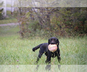 Labrador Retriever Dog for Adoption in BOONES MILL, Virginia USA