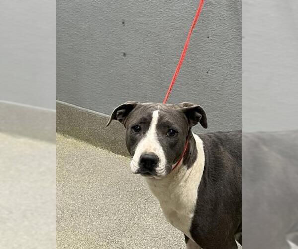 Medium Photo #1 Mutt Puppy For Sale in Las Vegas, NV, USA