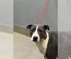 Mutt Dogs for adoption in Las Vegas, NV, USA