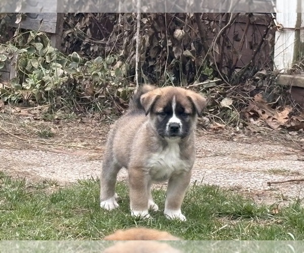 Medium Photo #13 Alaskan Husky-Saint Bernard Mix Puppy For Sale in OLIVET, MI, USA
