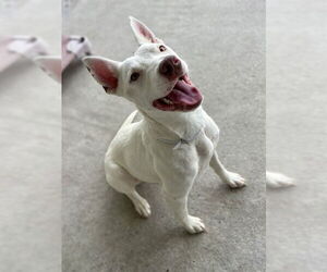 American Pit Bull Terrier-Unknown Mix Dogs for adoption in Conroe, TX, USA