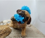 Small #1 French Bulldog