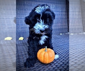 Goldendoodle-Poodle (Miniature) Mix Puppy for sale in WOODLAND, WA, USA