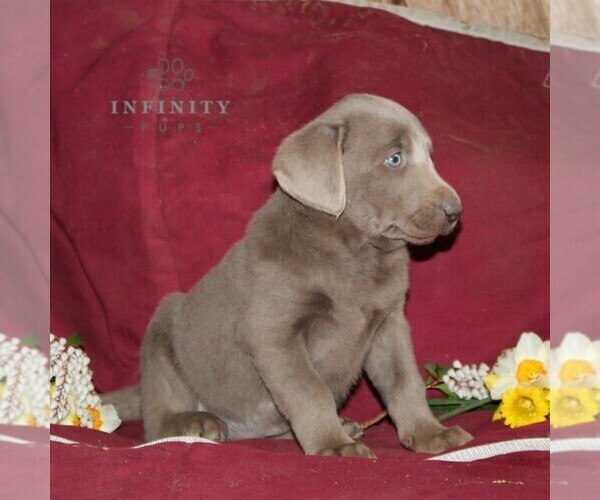 Medium Photo #2 Labrador Retriever Puppy For Sale in STEWARTSTOWN, PA, USA