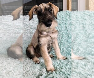 Schnauzer (Giant) Puppy for Sale in SAINT CLOUD, Florida USA