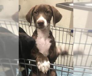 Great Dane-Labrador Retriever Mix Dogs for adoption in Conroe, TX, USA