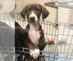 Small Great Dane-Labrador Retriever Mix